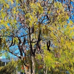 Gleditsia triacanthos at Phillip, ACT - 10 May 2023 11:41 AM