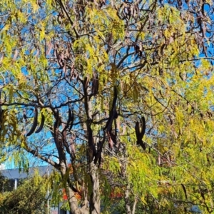 Gleditsia triacanthos at Phillip, ACT - 10 May 2023