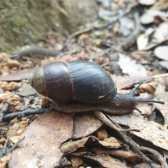 Caryodes dufresnii (Walnut Snail) at Wellington Park, TAS - 25 Apr 2023 by Detritivore