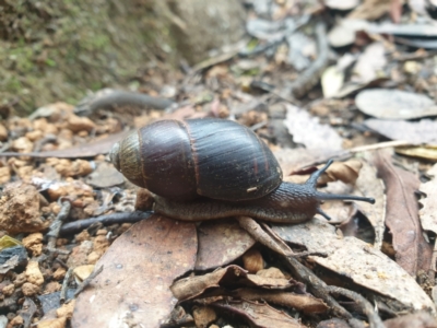 Caryodes dufresnii (Walnut Snail) at Wellington Park, TAS - 25 Apr 2023 by Detritivore