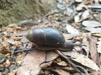 Caryodes dufresnii (Walnut Snail) at Wellington Park, TAS - 24 Apr 2023 by Detritivore