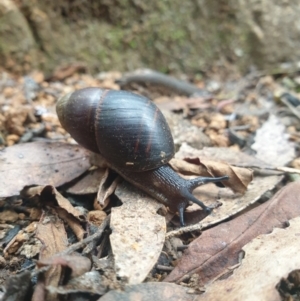 Caryodes dufresnii at Wellington Park, TAS - 25 Apr 2023