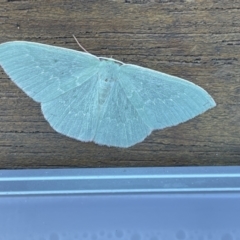 Prasinocyma sp. (1) (MoV, Part 4)(genus) (An Emerald moth (Geometrinae)) at Canberra, ACT - 10 May 2023 by CarolQW