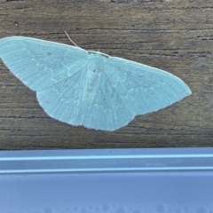 Prasinocyma undescribed species MoV1 (An Emerald moth) at City Renewal Authority Area - 9 May 2023 by CarolQW