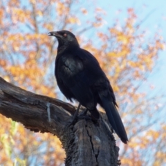 Corcorax melanorhamphos (White-winged Chough) at Downer, ACT - 10 May 2023 by RobertD