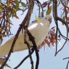 Cacatua galerita (Sulphur-crested Cockatoo) at Downer, ACT - 10 May 2023 by RobertD