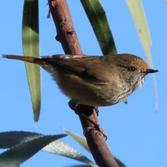 Acanthiza pusilla (Brown Thornbill) at WREN Reserves - 10 May 2023 by KylieWaldon