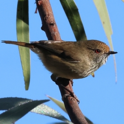 Acanthiza pusilla (Brown Thornbill) at Wodonga - 10 May 2023 by KylieWaldon