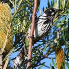 Phylidonyris novaehollandiae (New Holland Honeyeater) at WREN Reserves - 10 May 2023 by KylieWaldon