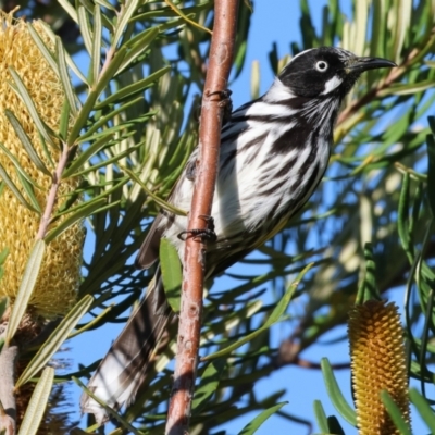 Phylidonyris novaehollandiae (New Holland Honeyeater) at WREN Reserves - 10 May 2023 by KylieWaldon