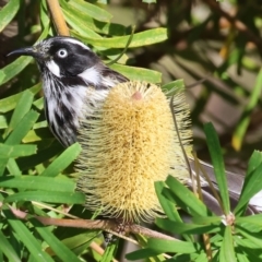 Phylidonyris novaehollandiae at Wodonga, VIC - 10 May 2023