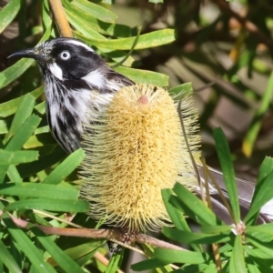 Phylidonyris novaehollandiae at Wodonga, VIC - 10 May 2023