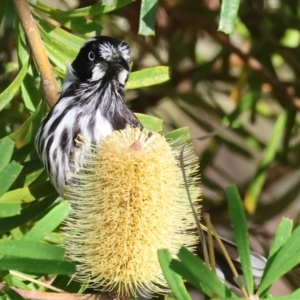 Phylidonyris novaehollandiae at Wodonga, VIC - 10 May 2023