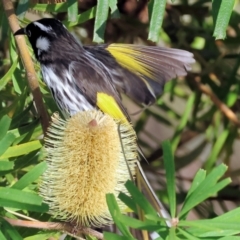 Phylidonyris novaehollandiae at Wodonga, VIC - 10 May 2023