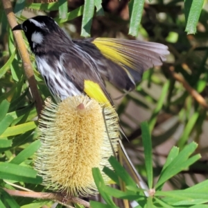 Phylidonyris novaehollandiae at Wodonga, VIC - 10 May 2023