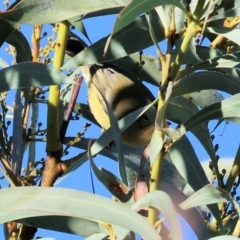 Acanthiza nana (Yellow Thornbill) at WREN Reserves - 10 May 2023 by KylieWaldon