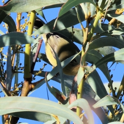 Acanthiza nana (Yellow Thornbill) at Wodonga - 10 May 2023 by KylieWaldon