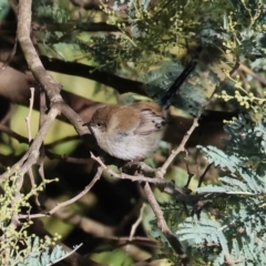 Malurus cyaneus (Superb Fairywren) at Wodonga, VIC - 10 May 2023 by KylieWaldon