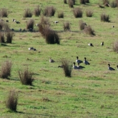 Chenonetta jubata (Australian Wood Duck) at Wodonga - 10 May 2023 by KylieWaldon