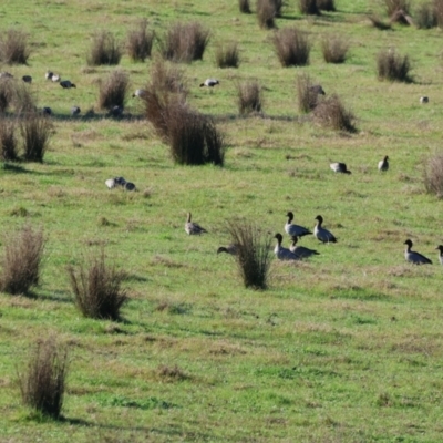 Chenonetta jubata (Australian Wood Duck) at Wodonga, VIC - 10 May 2023 by KylieWaldon