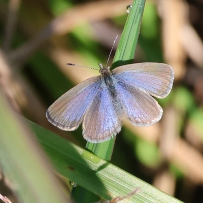 Zizina otis (Common Grass-Blue) at Wodonga, VIC - 10 May 2023 by KylieWaldon