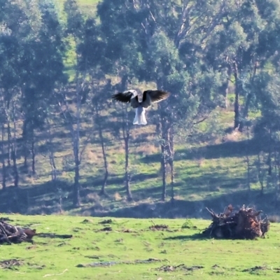 Elanus axillaris (Black-shouldered Kite) at WREN Reserves - 10 May 2023 by KylieWaldon