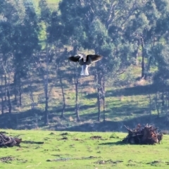 Elanus axillaris (Black-shouldered Kite) at Wodonga, VIC - 10 May 2023 by KylieWaldon