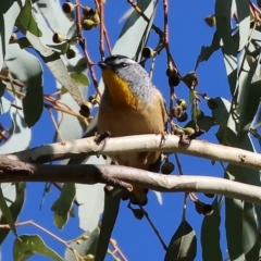 Pardalotus punctatus (Spotted Pardalote) at Wodonga - 10 May 2023 by KylieWaldon