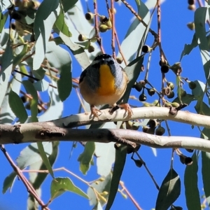 Pardalotus punctatus at Wodonga, VIC - 10 May 2023