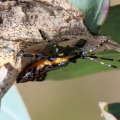 Amorbus alternatus (Eucalyptus Tip Bug) at Wodonga - 10 May 2023 by KylieWaldon