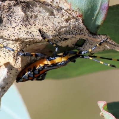 Amorbus alternatus (Eucalyptus Tip Bug) at Wodonga - 10 May 2023 by KylieWaldon