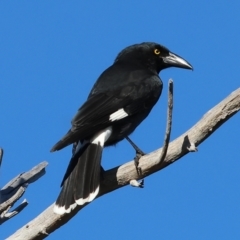 Strepera graculina (Pied Currawong) at Wodonga - 10 May 2023 by KylieWaldon