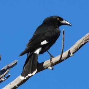 Strepera graculina at Wodonga, VIC - 10 May 2023