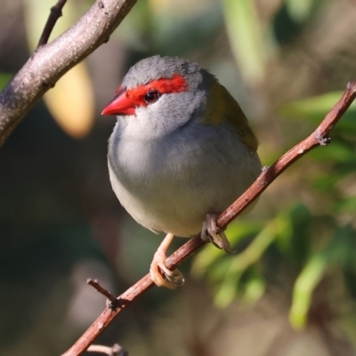 Neochmia temporalis (Red-browed Finch) at WREN Reserves - 10 May 2023 by KylieWaldon