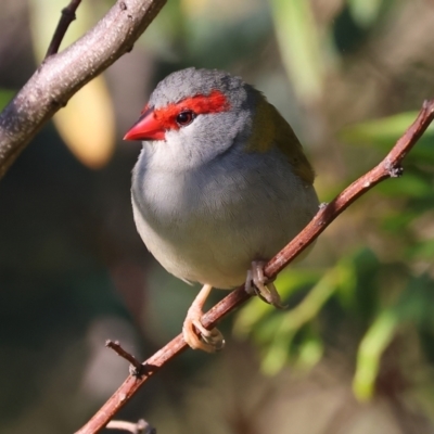 Neochmia temporalis (Red-browed Finch) at Wodonga, VIC - 10 May 2023 by KylieWaldon