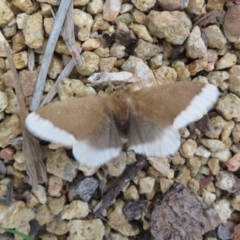 Euproctis baliolalis (Browntail Gum Moth) at Acton, ACT - 9 May 2023 by Christine