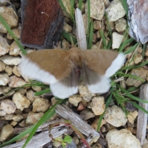 Euproctis baliolalis at Acton, ACT - 9 May 2023