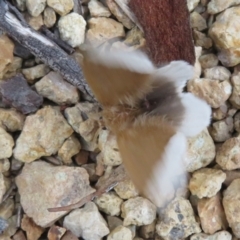 Euproctis baliolalis at Acton, ACT - 9 May 2023 03:29 PM