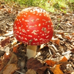 Amanita muscaria (Fly Agaric) at National Arboretum Forests - 6 May 2023 by Christine
