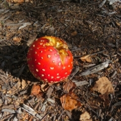 Amanita muscaria at Molonglo Valley, ACT - 6 May 2023