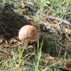 Amanita muscaria at Molonglo Valley, ACT - 6 May 2023