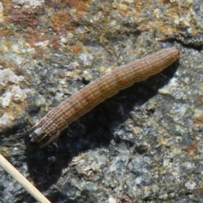 Hadeninae sp. (subfamily) (Hadeninae sp. (subfamily)) at Molonglo Valley, ACT - 6 May 2023 by Christine