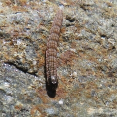 Hadeninae sp. (subfamily) at Molonglo Valley, ACT - 6 May 2023 12:02 PM