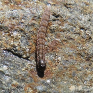 Hadeninae sp. (subfamily) at Molonglo Valley, ACT - 6 May 2023