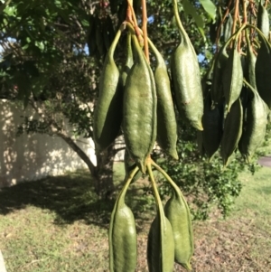 Brachychiton acerifolius at Evans Head, NSW - suppressed