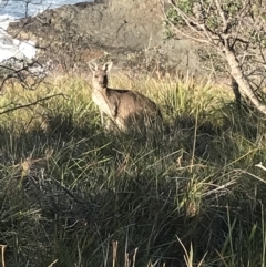 Macropus giganteus (Eastern Grey Kangaroo) at Evans Head, NSW - 10 May 2023 by AliClaw