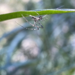 Tetragnatha sp. (genus) (Long-jawed spider) at Ainslie, ACT - 10 May 2023 by Hejor1