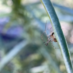 Tetragnatha sp. (genus) at Ainslie, ACT - 10 May 2023