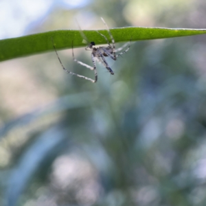 Tetragnatha sp. (genus) at Ainslie, ACT - 10 May 2023