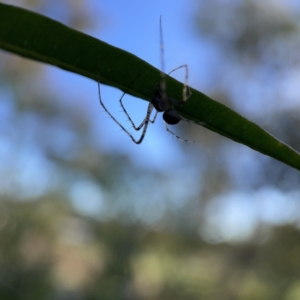 Tetragnatha sp. (genus) at Ainslie, ACT - 10 May 2023